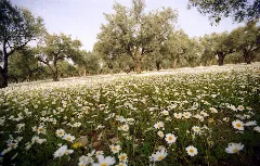 Torbalı In Spring, İzmir Panoramio