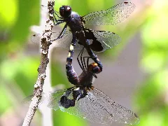 Tramea Lacerata Mating Wheel