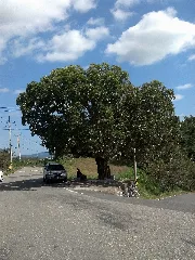 Tree In Gonyang Myeon