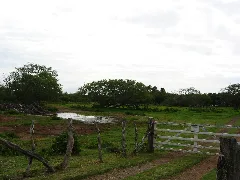 Trees In East Molokai Pasture By Carole Grogloth Hawaii Panoramio