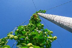 Trellised Hop Vine