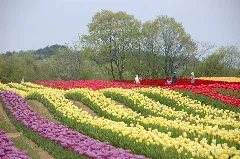 世羅高原農場 Tulip Panoramio