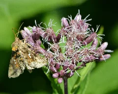 Two Spotted Looper Moth (Autographa Bimaculata) On Spotted Joe Pye Weed (Eutrochium Maculatum) Springdale, Newfoundland 2019 08 16