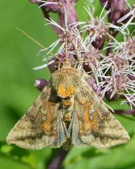 Two Spotted Looper Moth (Autographa Bimaculata) Springdale, Newfoundland 2019 08 16 (01)