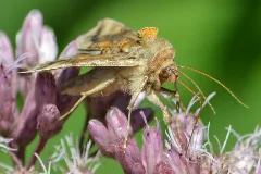 Two Spotted Looper Moth (Autographa Bimaculata) Springdale, Newfoundland 2019 08 16 (02)