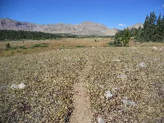 Uinta Highline Trail, Painter Basin, Duchesne County, Utah, Usa