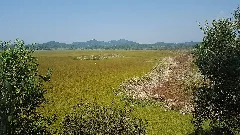 Upo Wetlands And Birds. 우포늪 그리고 새