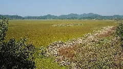 Upo Wetlands. Folds Of Pink And Gold