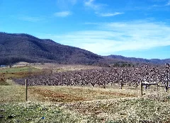 Vineyard Panoramio Idawriter