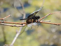 Widow Skimmer Juvenile Male