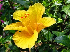 Yellow Hibiscus Flower Panoramio