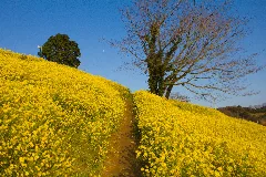 Yellow Hill, Futami Cho, Iyo City, Ehime Prefecture, Japan Panoramio