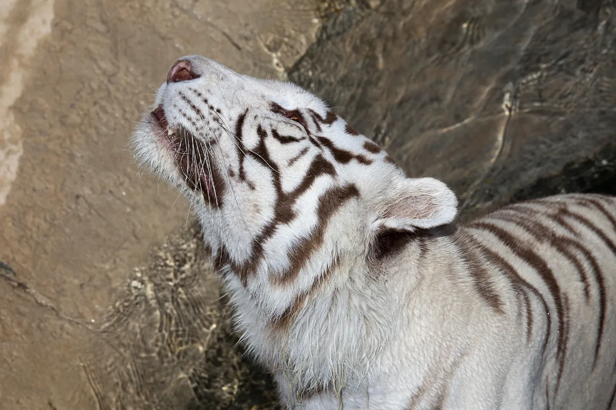 08 2011. Panthera Tigris Tigris Texas Park Lanzarote Tp03