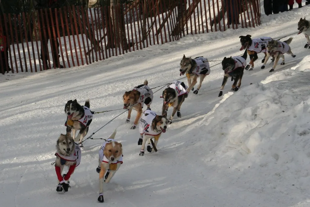 2011 Iditarod (5501739668)