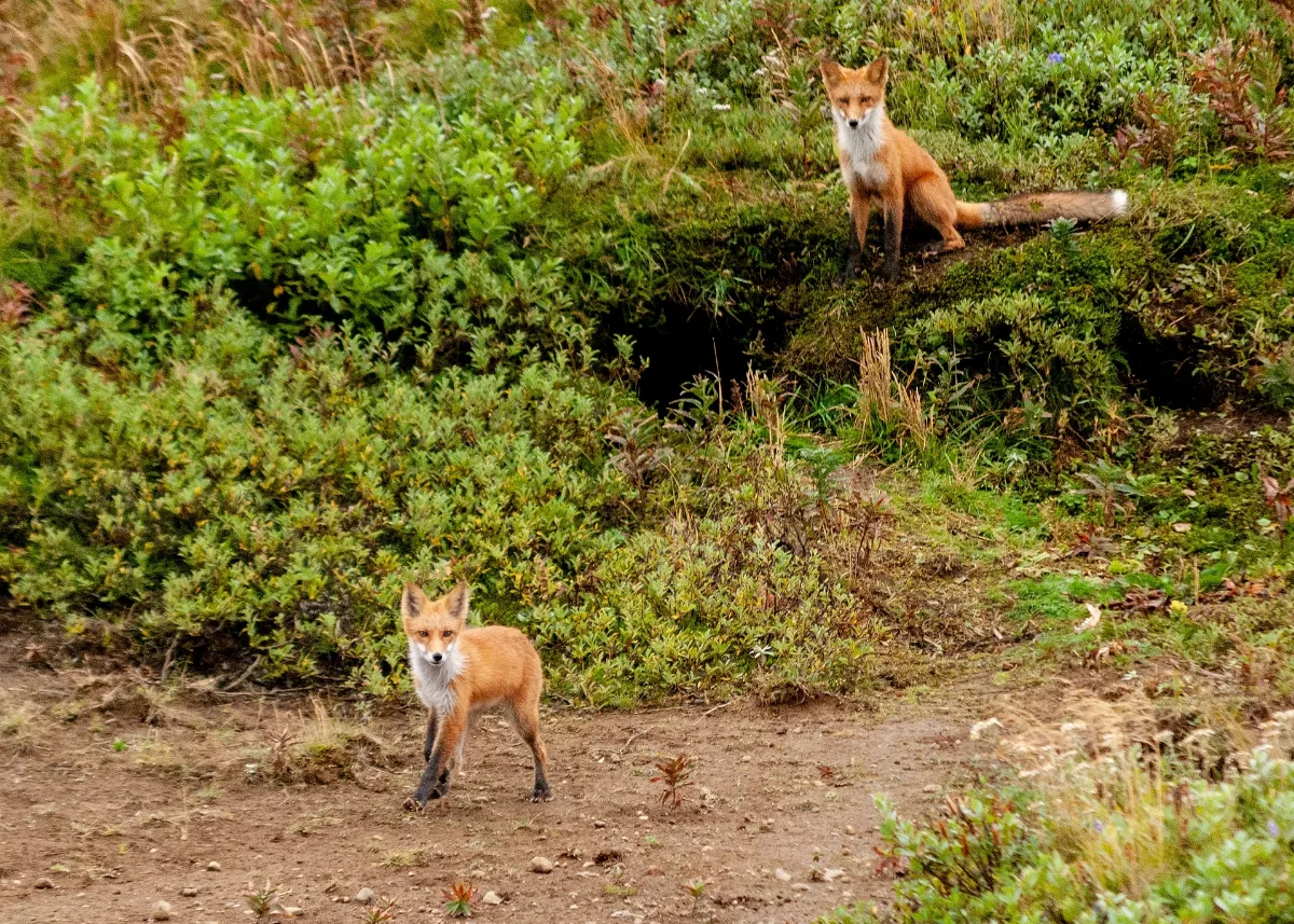 2018 09 07 02 Red Fox (Vulpes Vulpes) Izembek National Wild