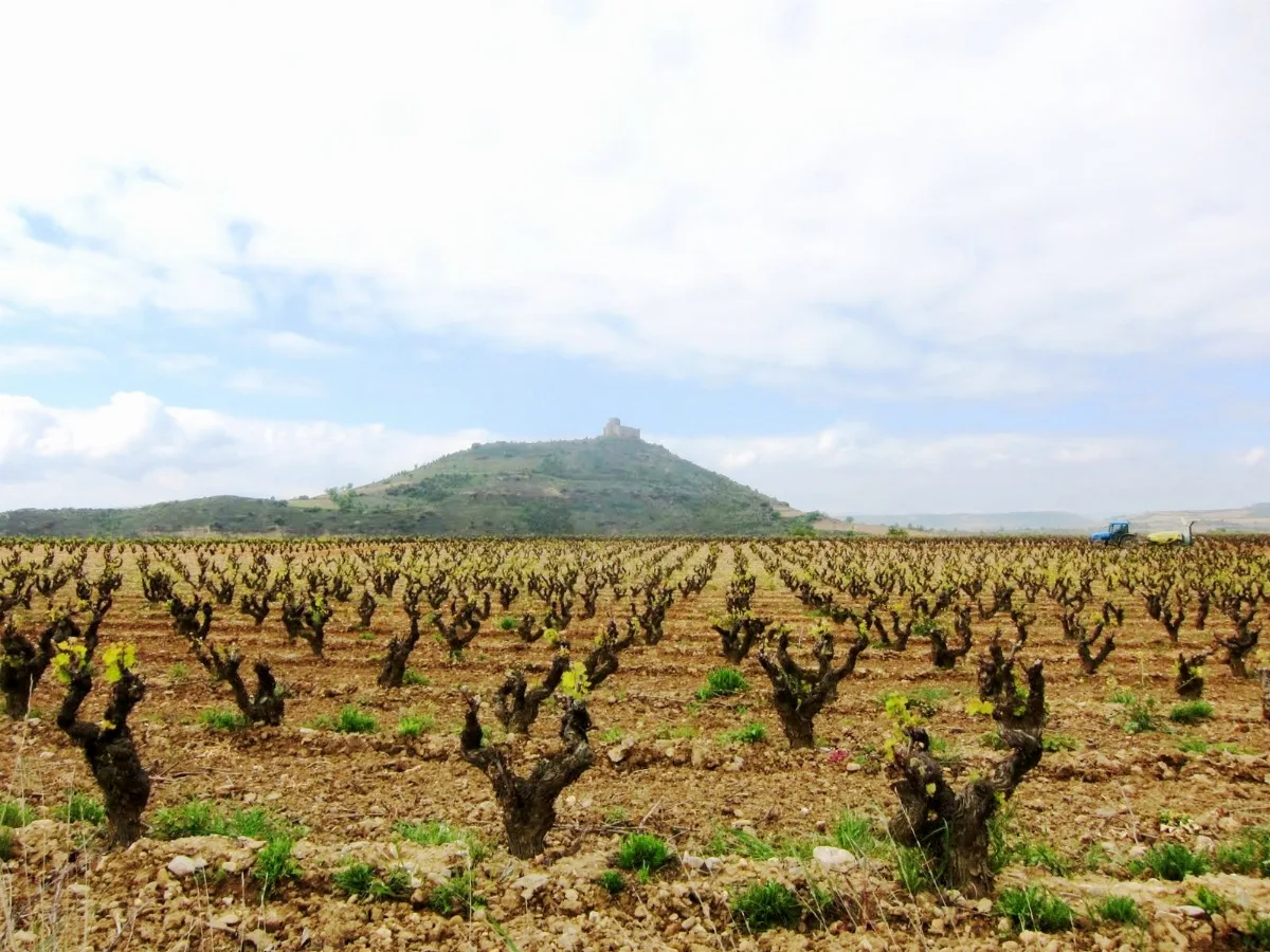 A Rioja Vineyard Panoramio