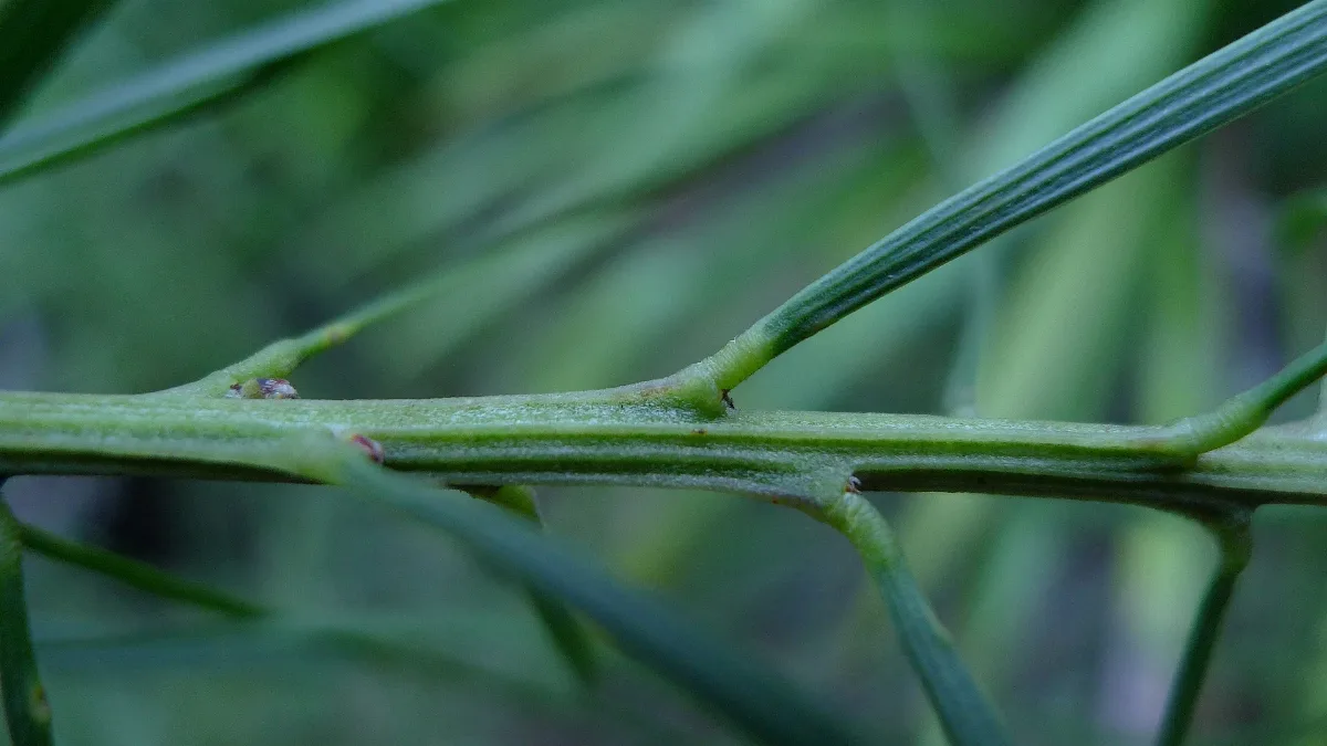 Acacia Elongata Ribbed Branchlets (9449081107)