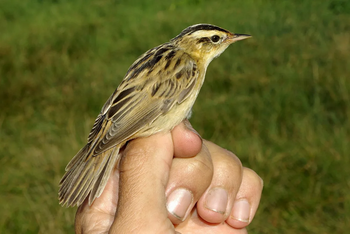 Acrocephalus Paludicola 5 By Dpc