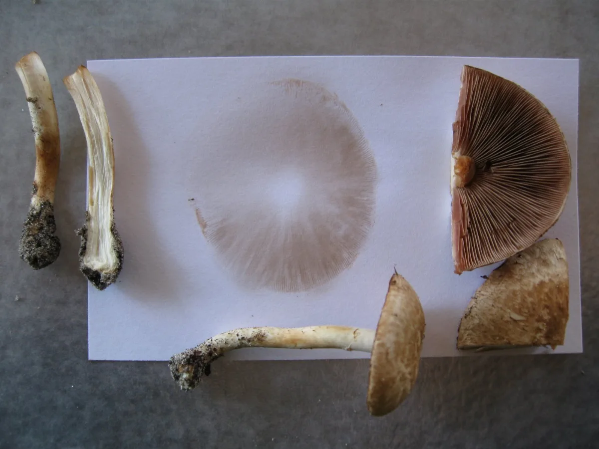 Agaricus Semotus Section