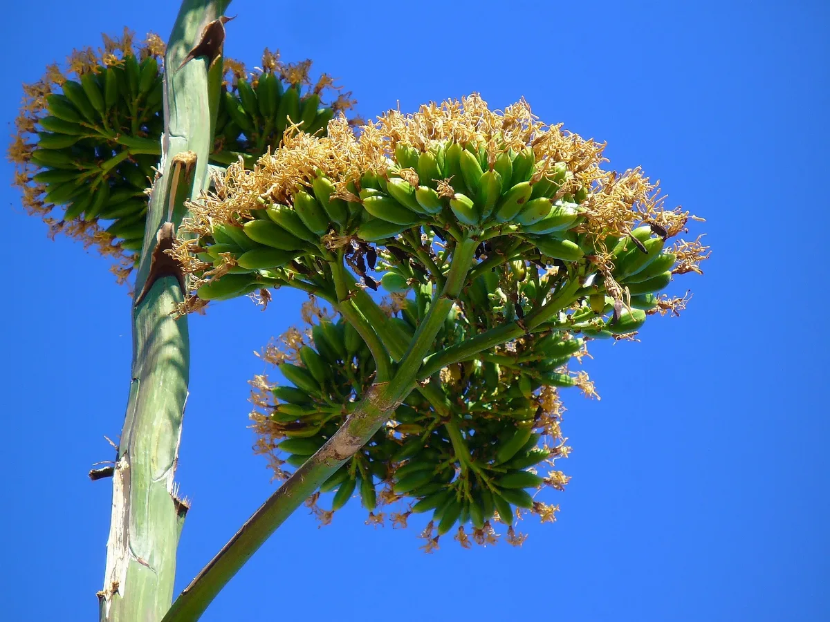 Agave Americana 007