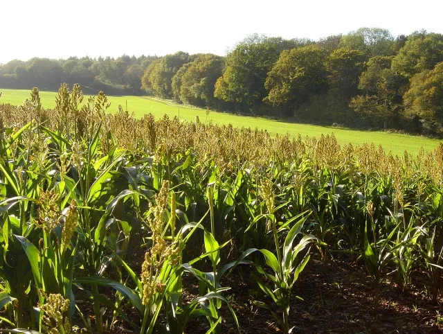 Allwood Copse Geograph.org.uk 271737