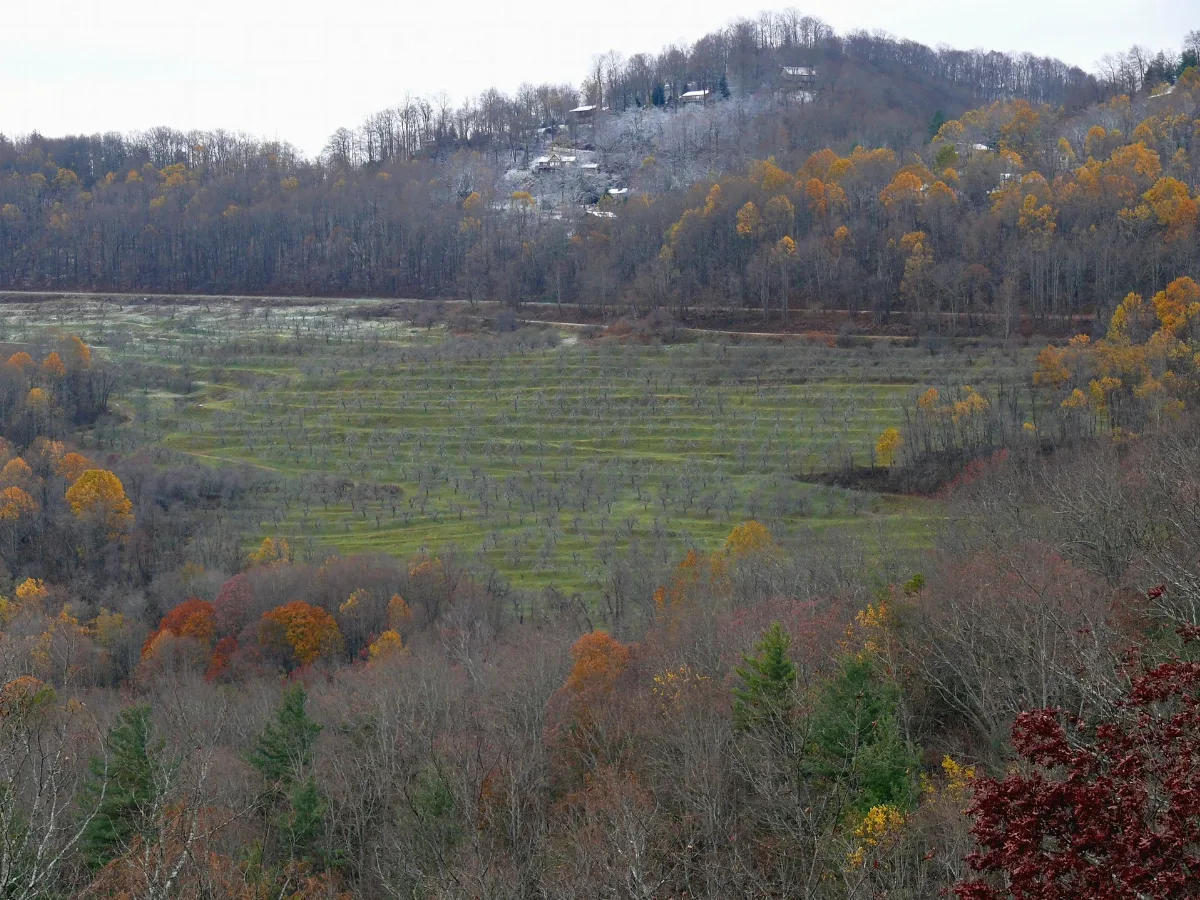 Altapass Orchard 27527