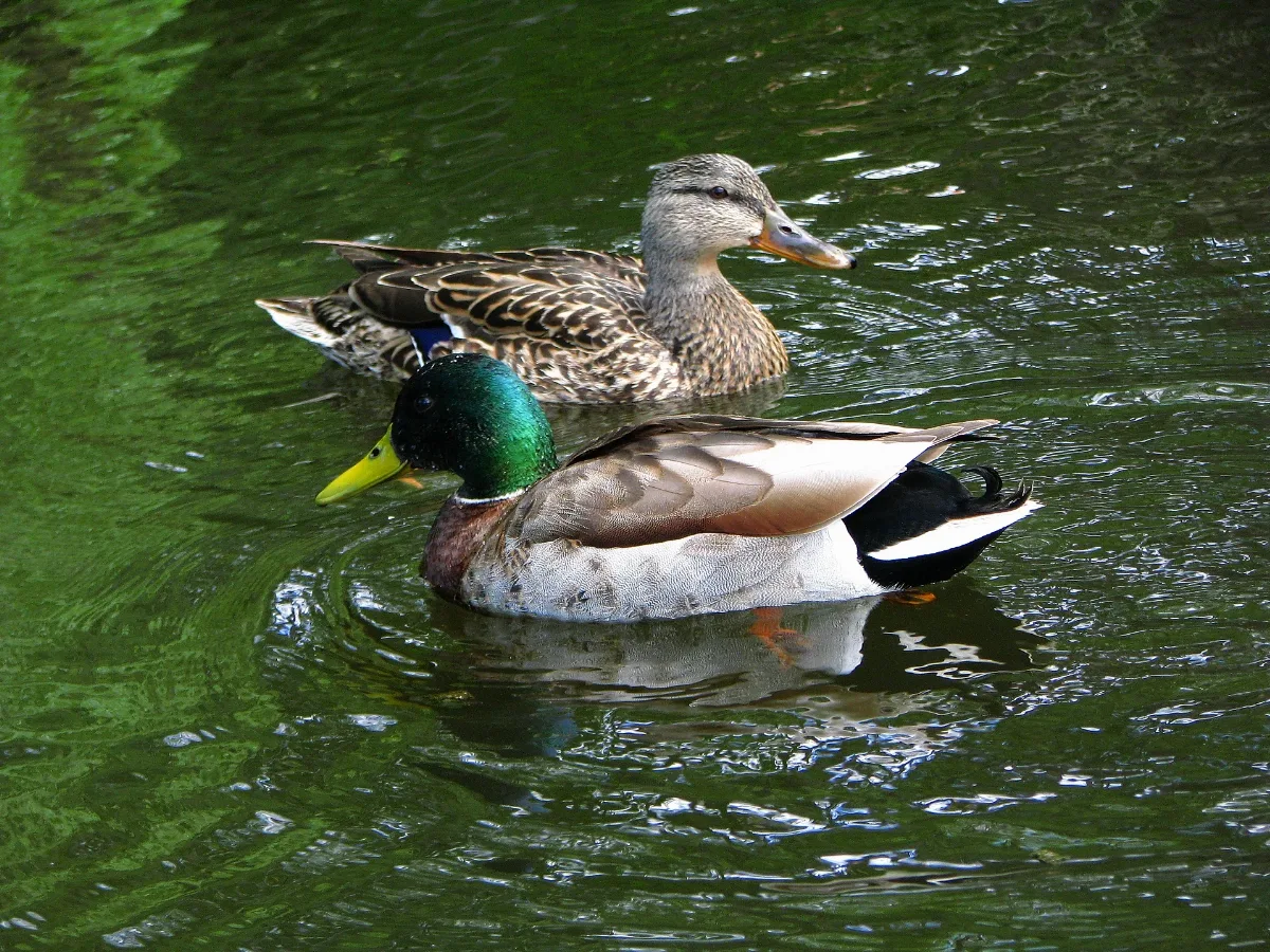 Anas Platyrhynchos Smythe Park, Toronto, Canada 8