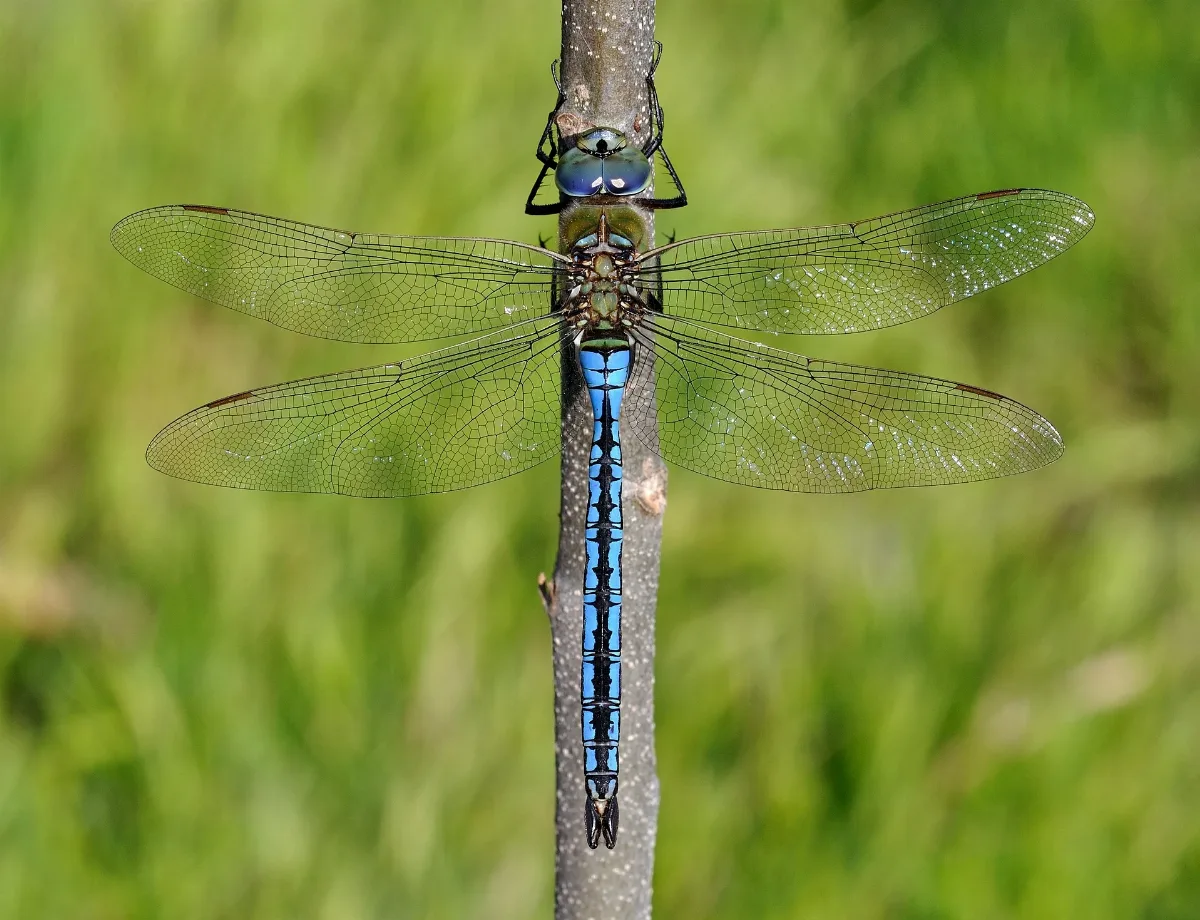 Anax Imperator Qtl2