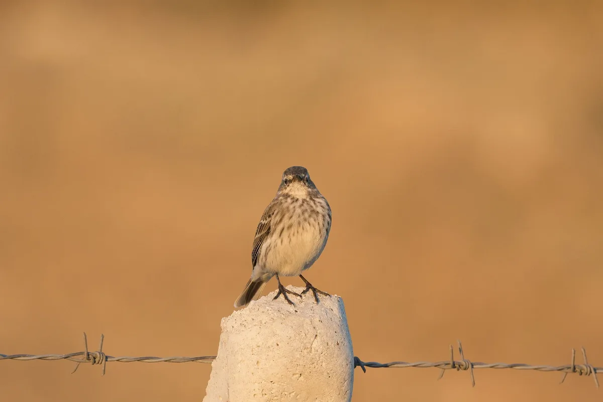 Anthus Spinoletta Water Pipit, Kahramanmaraş 2016 11 18 01 1