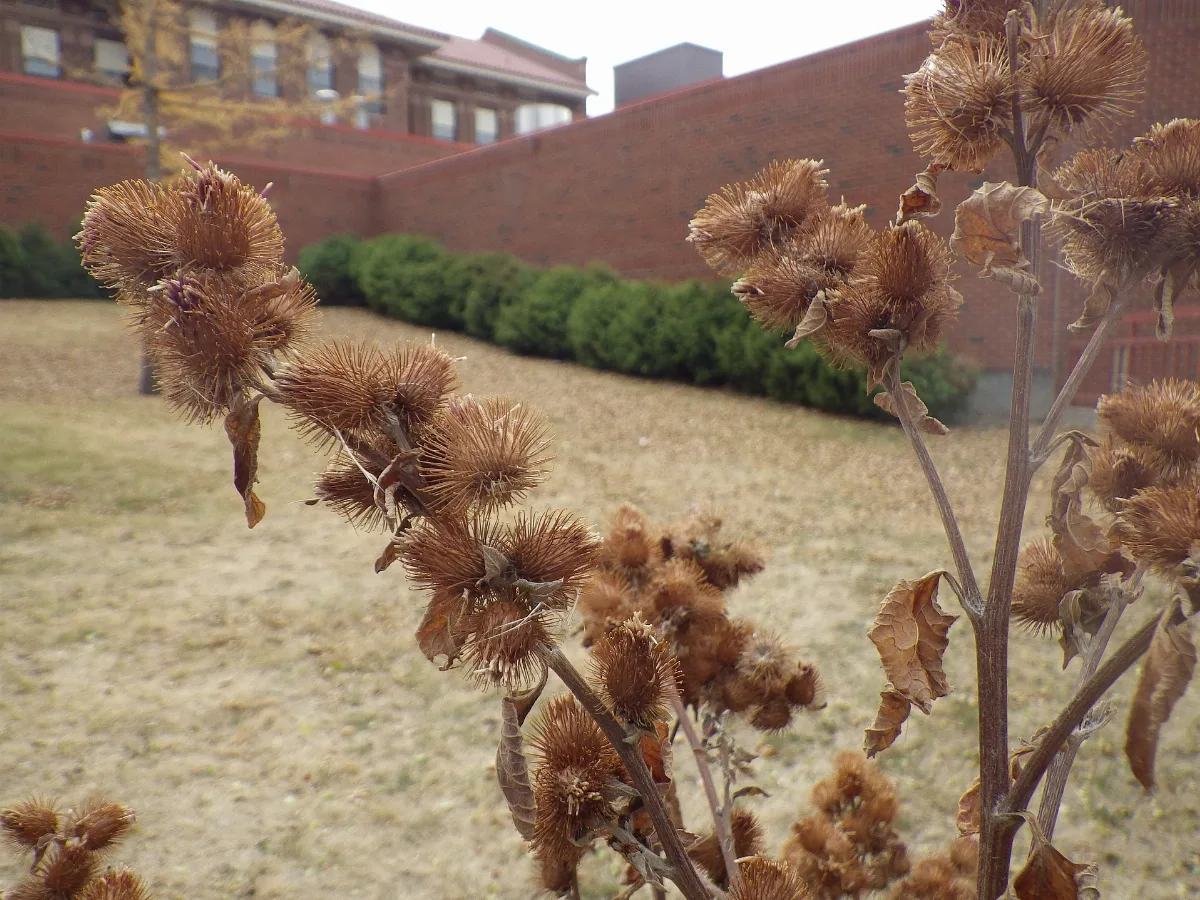 Arctium Minus (8154728745)
