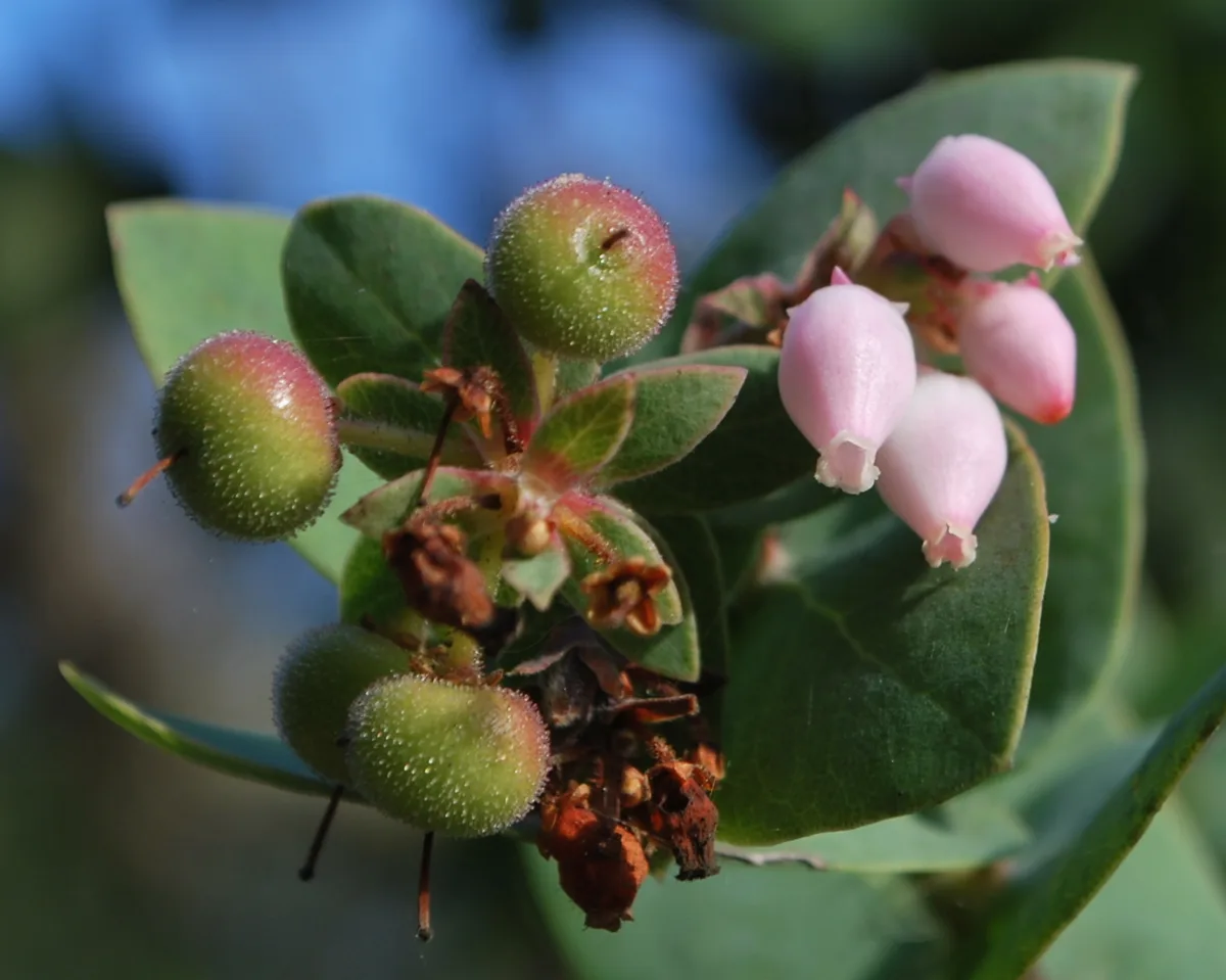 Arctostaphylos Pallida (1)