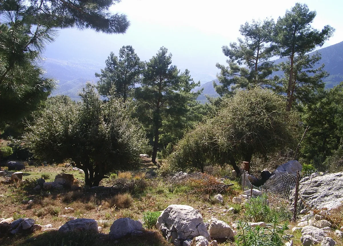 Arifköy, Finike Panoramio