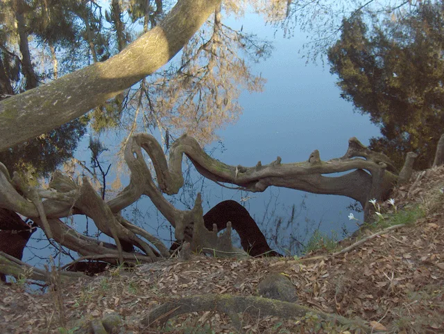 Bald Cypress Roots (5622095801)
