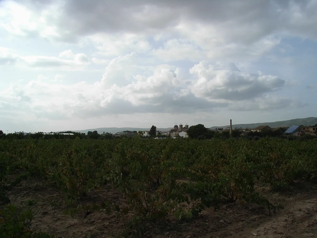 Beneixama Vinyers