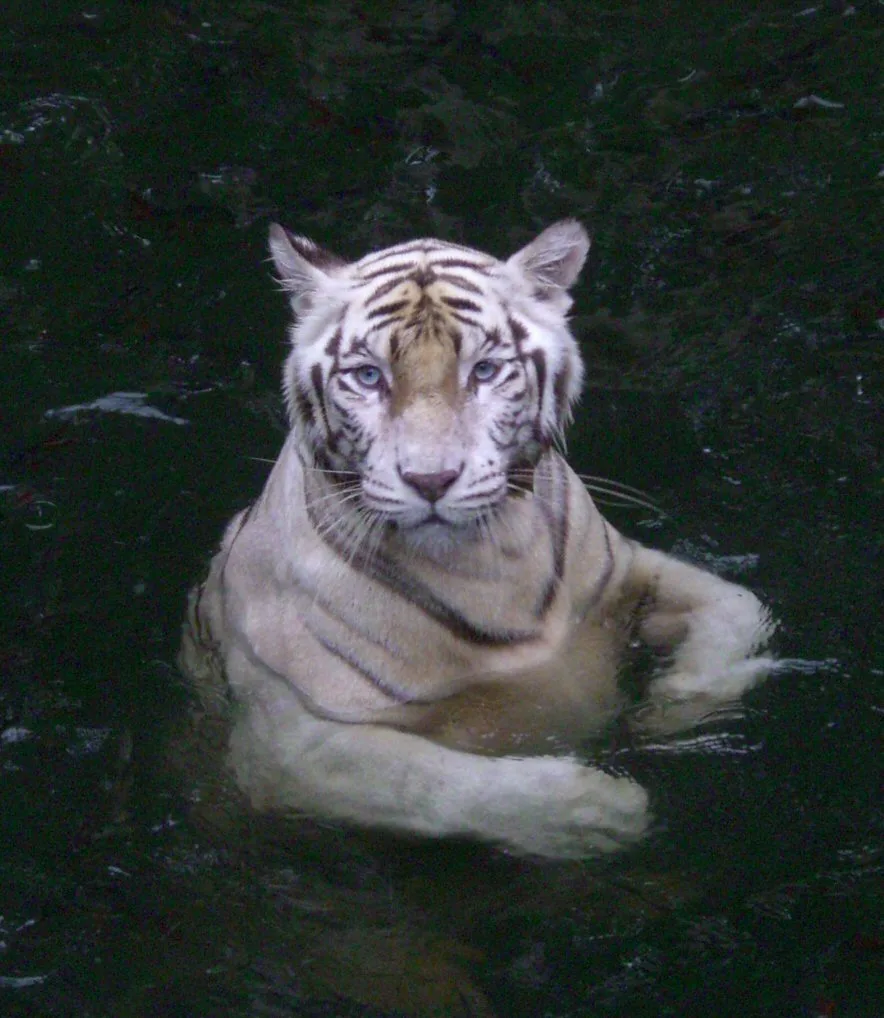 Bengal Tiger Singapore Zoo 2006 11 13