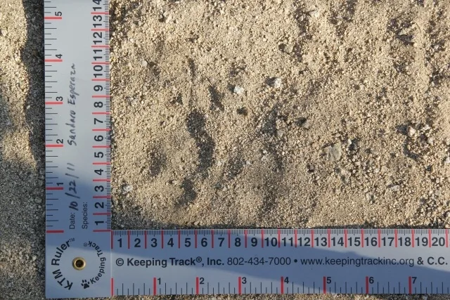 Bioblitz 2011 In Saguaro National Park, — Sia 0360 4 Coyote, 3