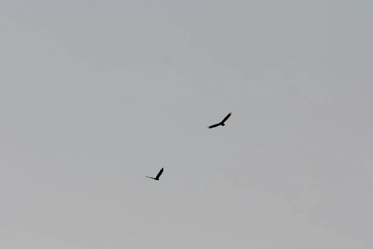 Black Vulture (Left), With Turkey Vulture, Portland, Mi, March 16, 2012 (6988581565)