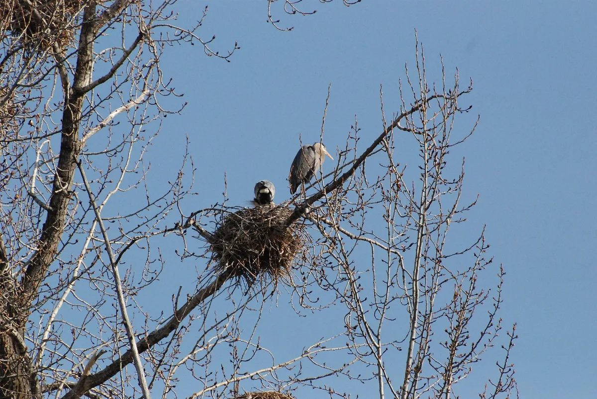 Blue Heron Nest Panoramio