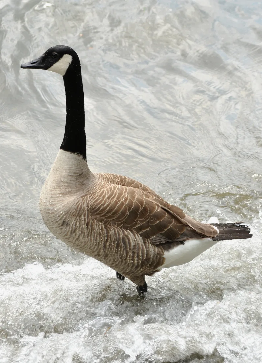 Canada Goose Branta Canadensis