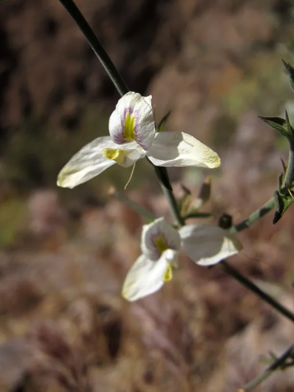 Carlowrightia Arizonica