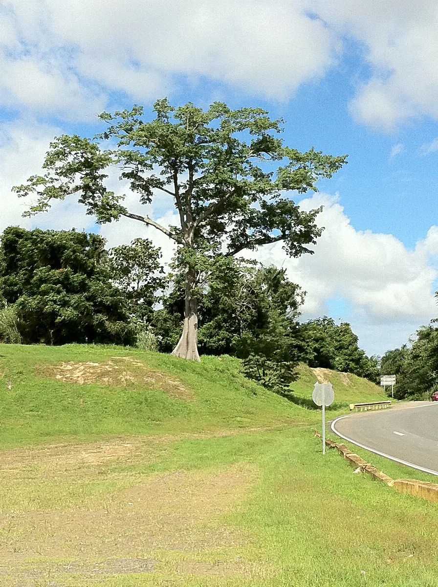 Ceiba Panoramio