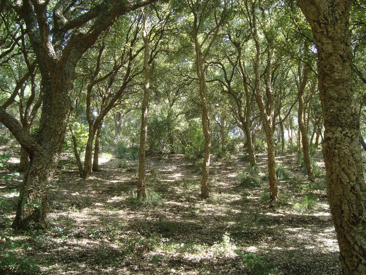 Cheneraie Liège De Monte Catillo