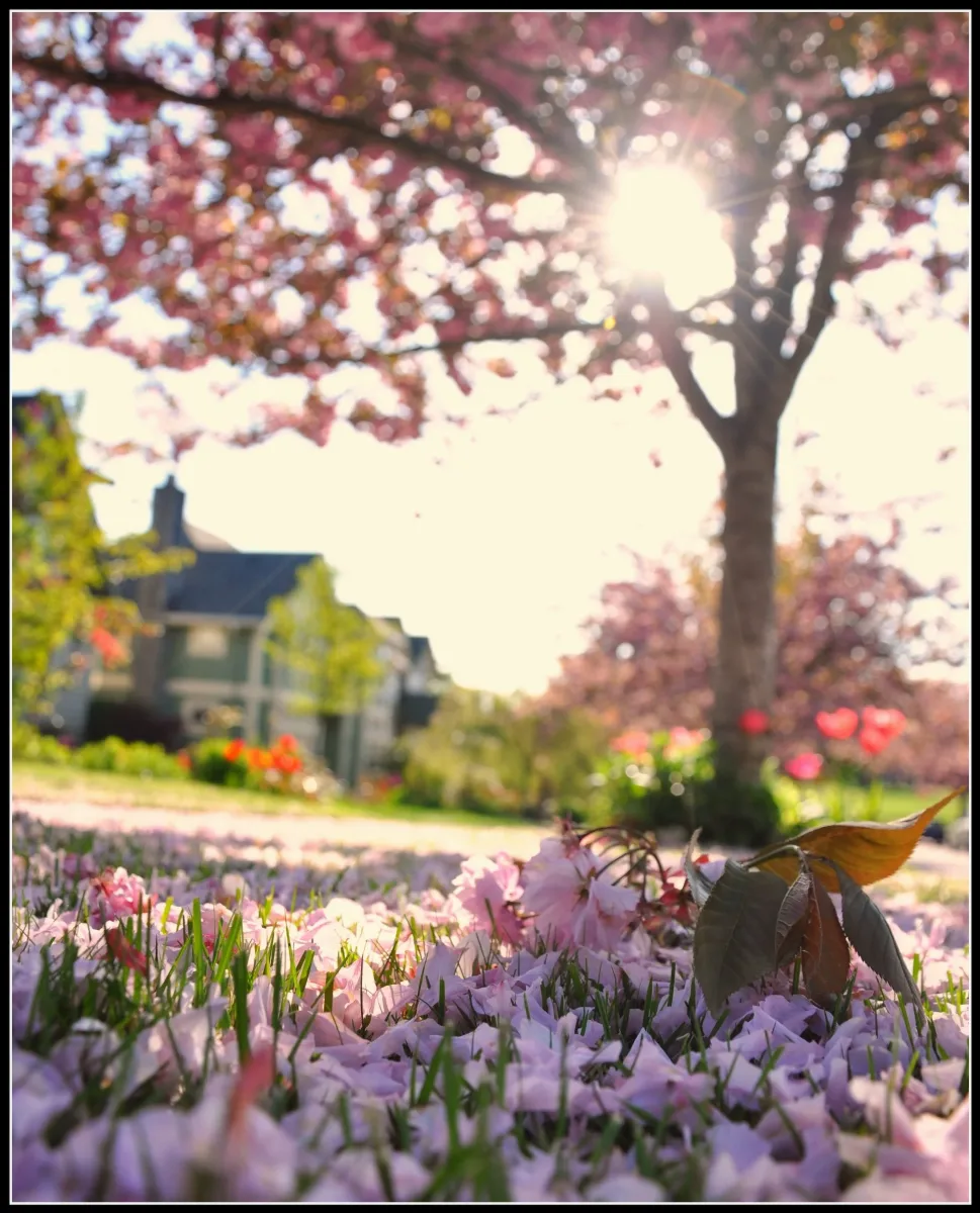 Cherry Trees In Vancouver (4470213686)