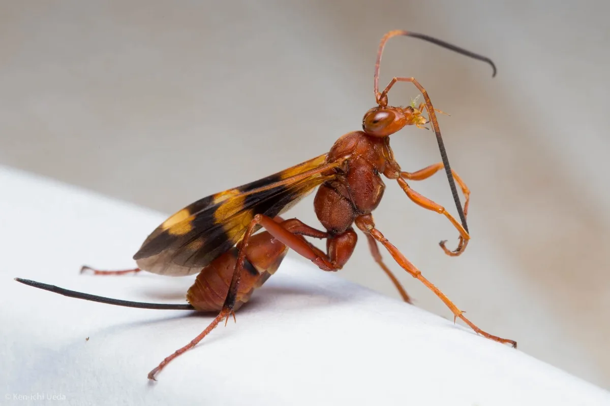 Compsocryptus Texensis