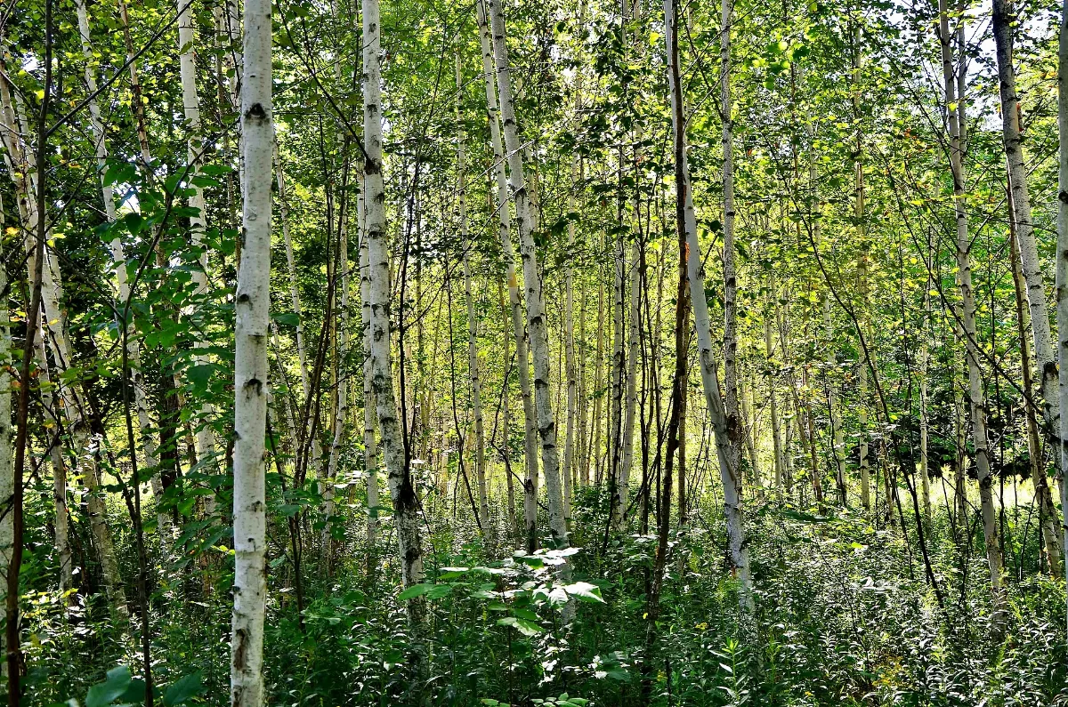 Coyote Birch Panoramio