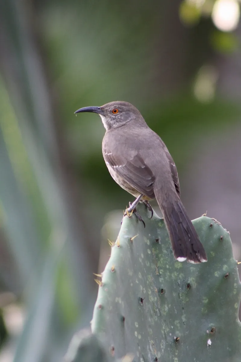 Curve Billed Thrasher, Toxostoma Curvirostre; South Tx On Cactus 02