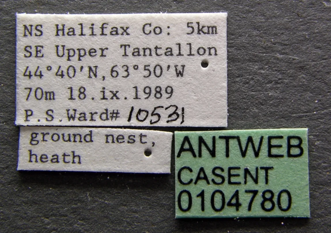 Dolichoderus Plagiatus Casent0104780 Label 1
