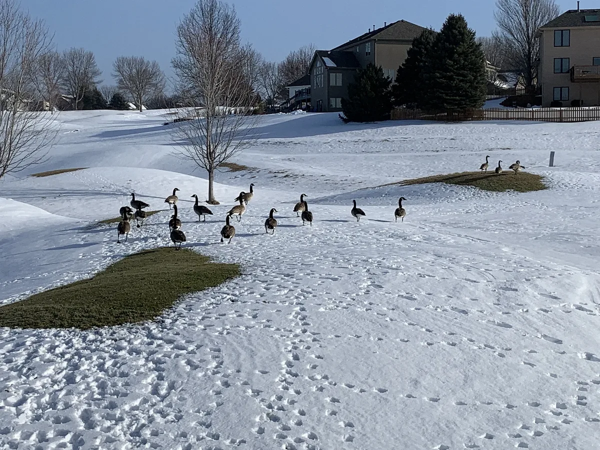 Eagle Run Golf Course 15 Inches Of Snow 2 1 2021 (10) (50899981876)