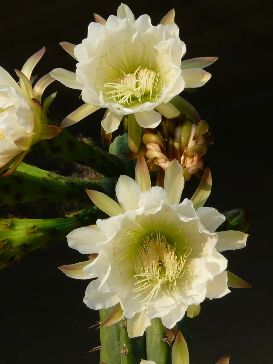 Echinopsis Pachanoi
