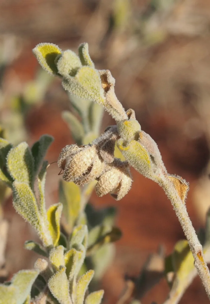 Eremophila Obovata Fruit And Foliage